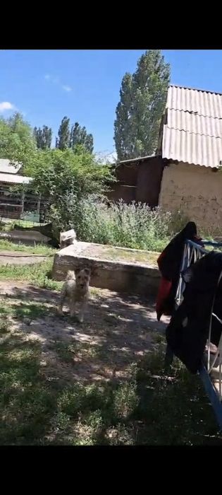 Фокстерьер Фокстерьер  кобель 3 года.рабочий