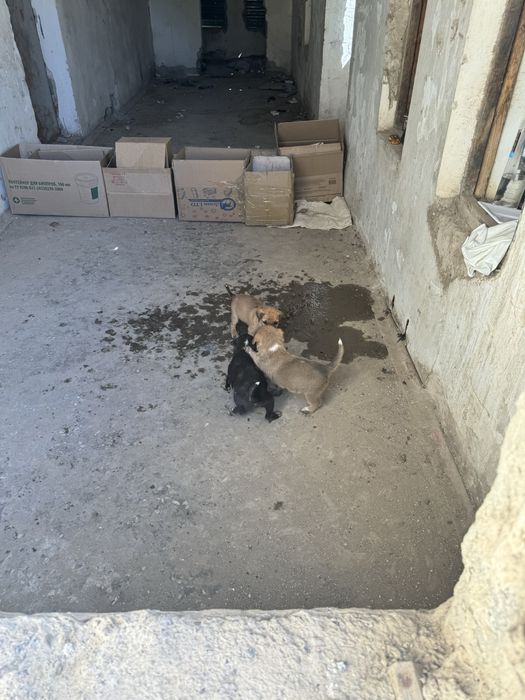 Щенята бесплатно Астана