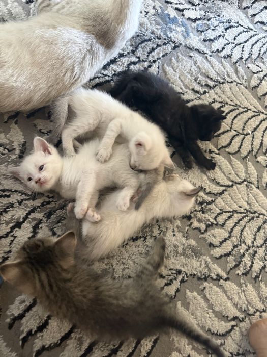 Отдаю котят в добрые и надежные руки