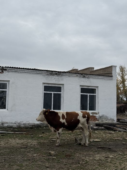 Срочно бычки Симментал 1700тг/1кг !!!
