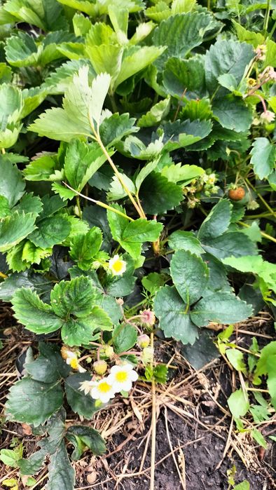 Саженцы ремонтантной клубники