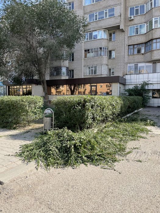 Обрезка деревье. Тал, ағаш кесу. Вывоз .