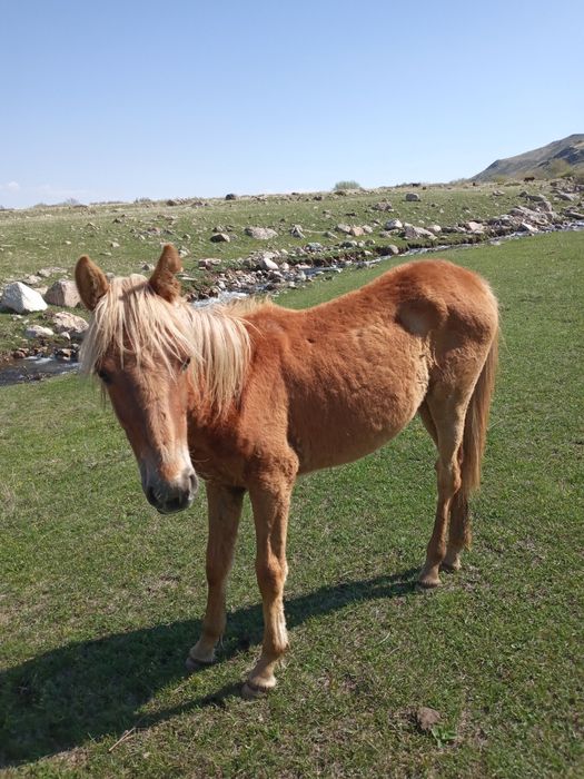 Лошади жеребята.