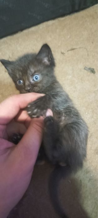 Котята в хорошие руки