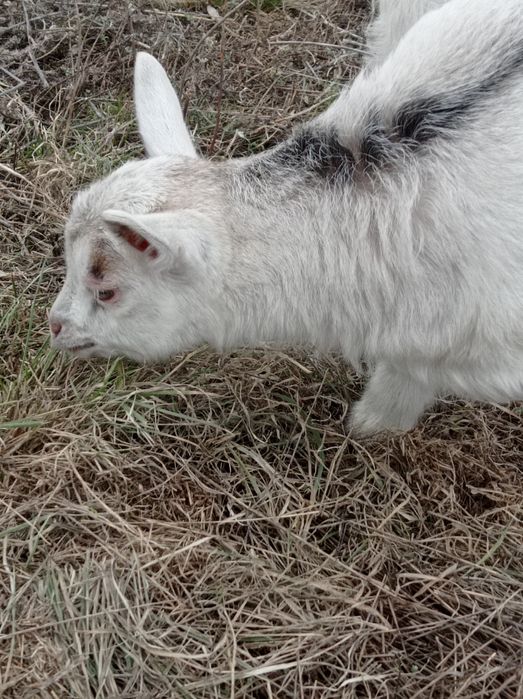 Продам козочку альпийку.