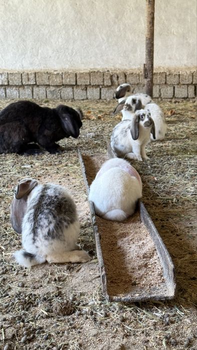 Домашние кролики