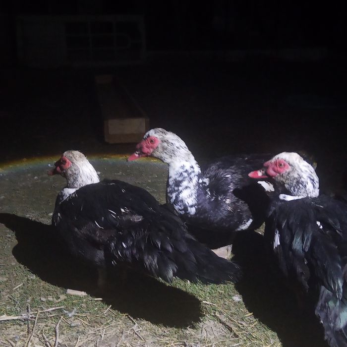 Продам индоутку самцы