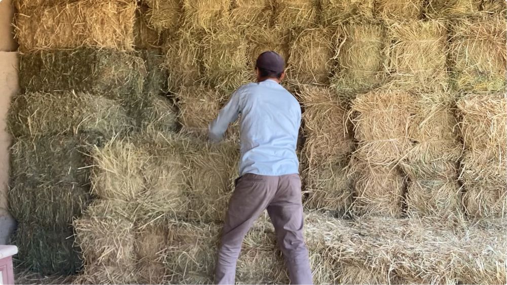 Беда, Сомон, Пичан, Ер ёнгок, Мош пресс,Янток,