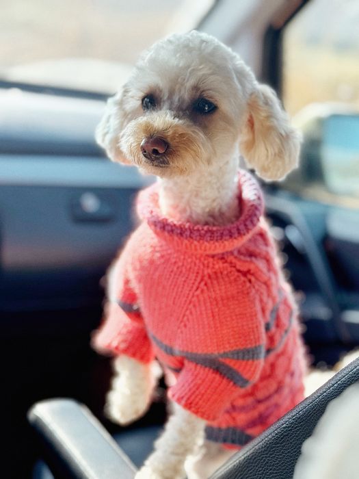 Ищу жениха пуделя для связки :)