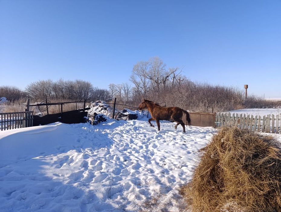 Продам кунан на племя