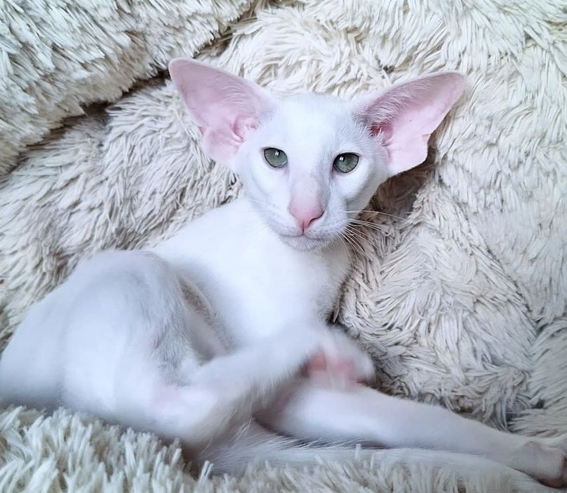 Белый Ангел Ориентальные Котята