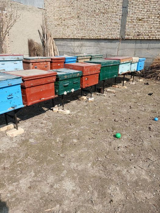 Asal ari oilasi sotiladi