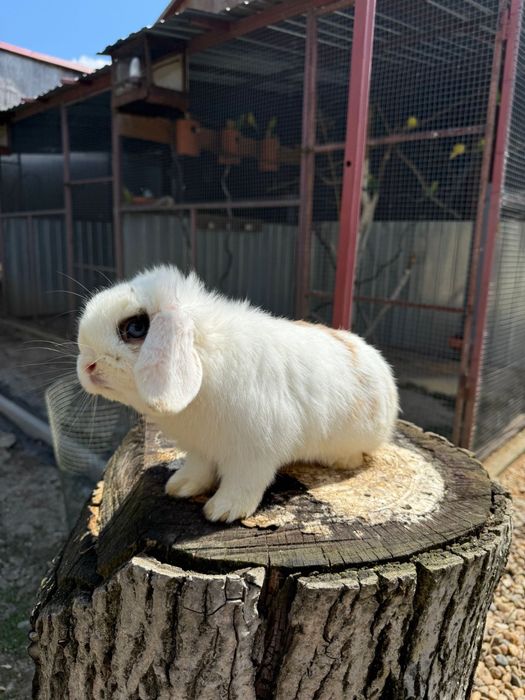 Iepuri berbec pitic Mini Lop – masculi, 1 an