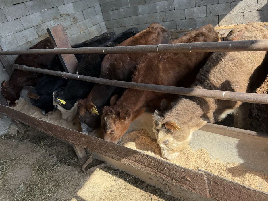 Продам Бычков 11голов