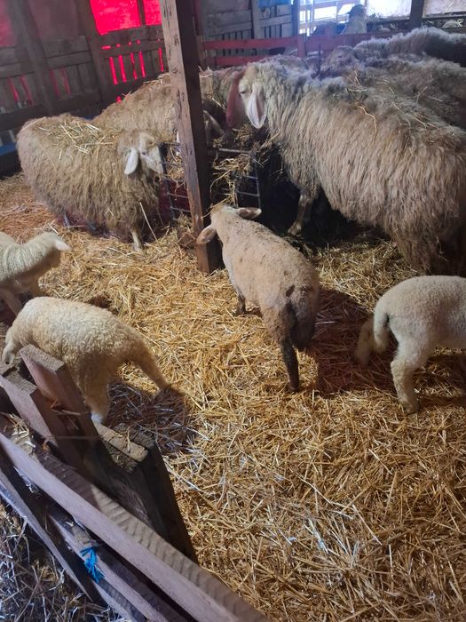 Oi de vanzare cu miei langa ele