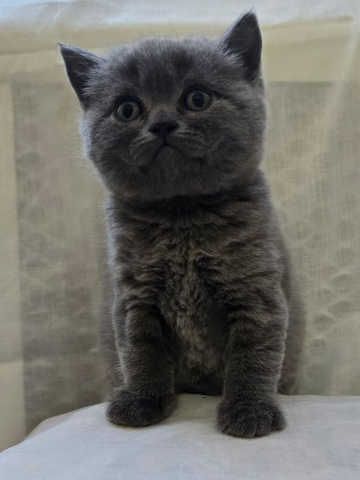 Scottish fold și Scottish straight  blue.