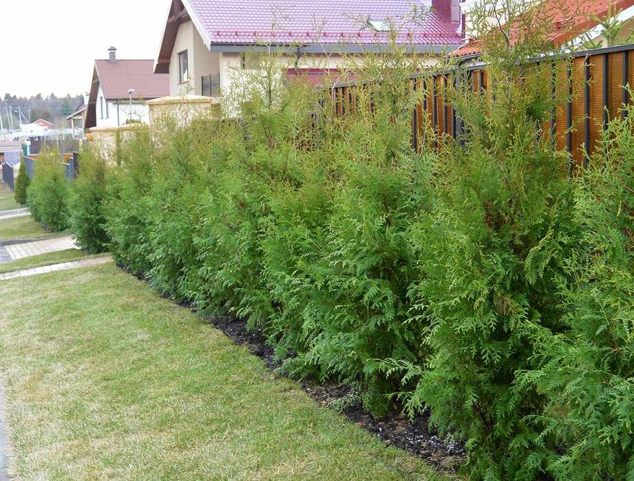 Арча кучатлари бор  арзон нархларда кучатлар зур !