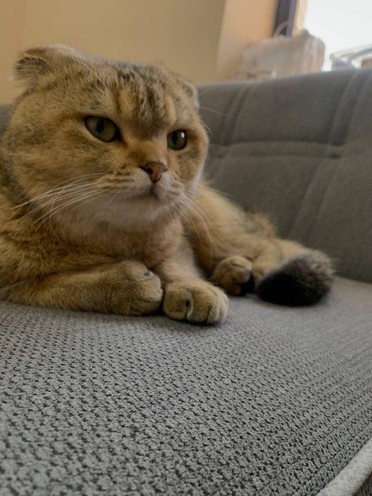 Вязка! Zot olishga