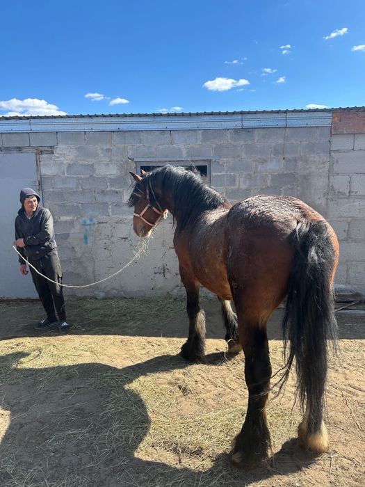 Продам жеребца 7 лет