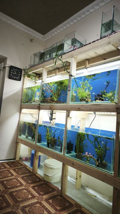 Guppi sotiladi. Miks