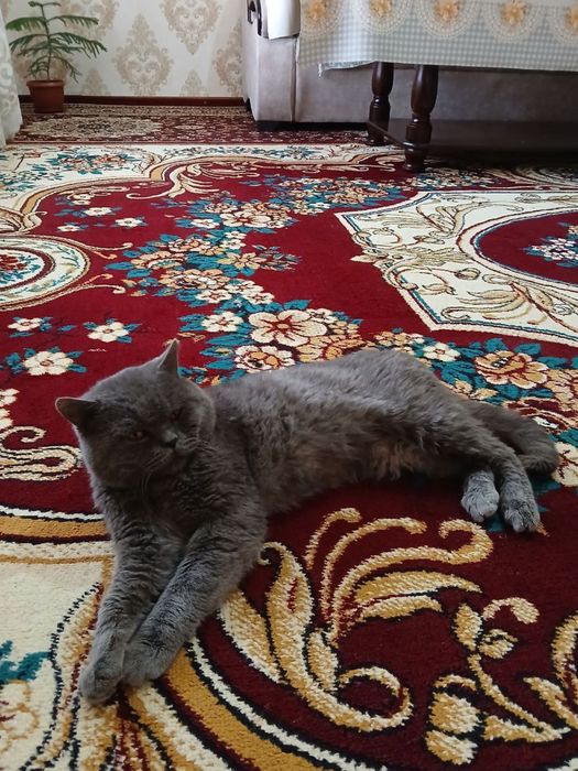 британский шиншилла тозза