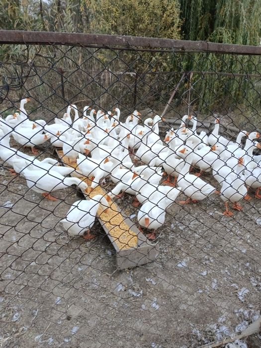 Гуси, продам гусей