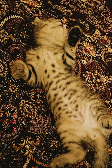 Шотландский вислоухий котенок, мальчик, 3 месяца