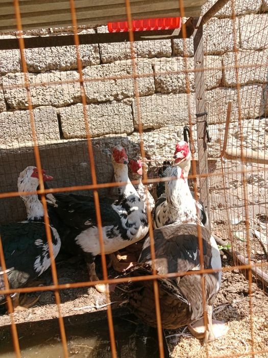 Продам селезней индоуток, г.Шымкент