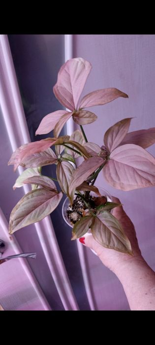 В продаже красивые цветы