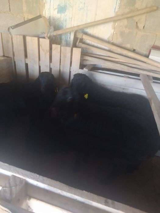 Гиссар козылар бар