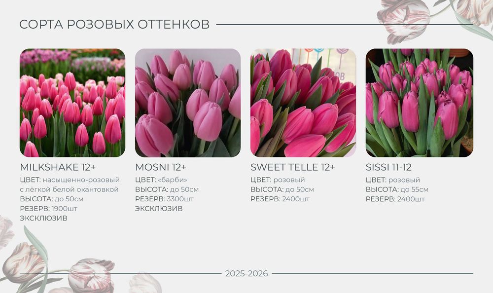 ПРОДАЖА/РАННЕЕ бронирование тюльпана на 8 МАРТА