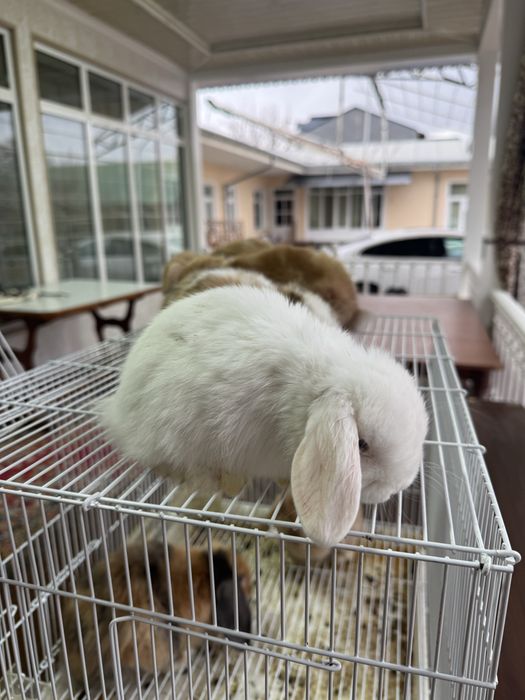 Karlik quyonlar sotiladi