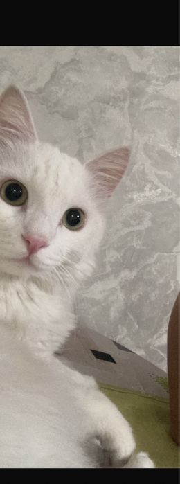 Отдам кошку в Добрые руки