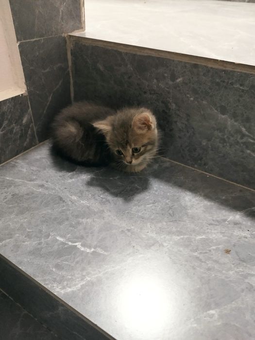 Котенок мальчик в добрые руки