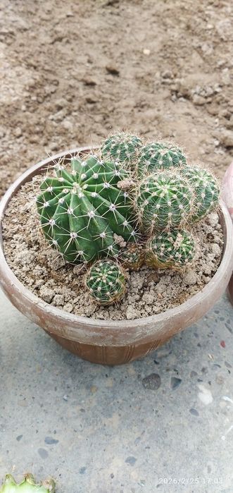 Кактус цветущие .