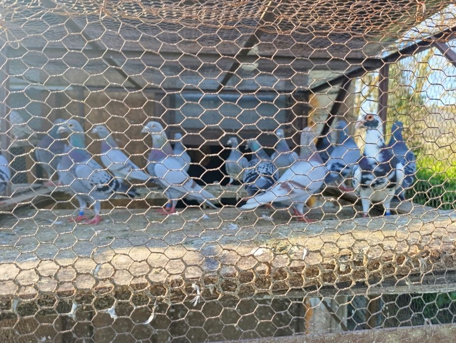 Спортни пощенски гълъби