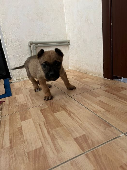 Кушік суйкімді кішкентай.