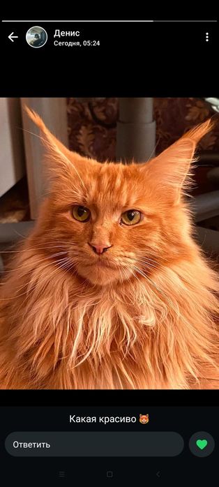 Котята Мейн-кун открыта бронь.