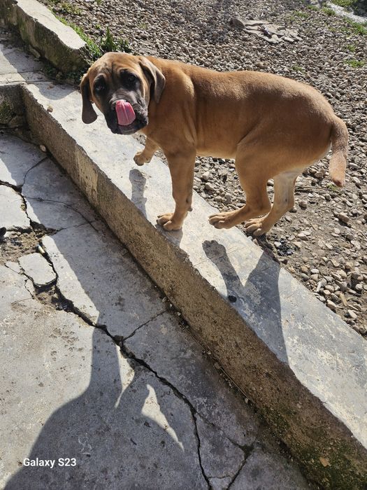 Кане корсо куче на 3 месеца