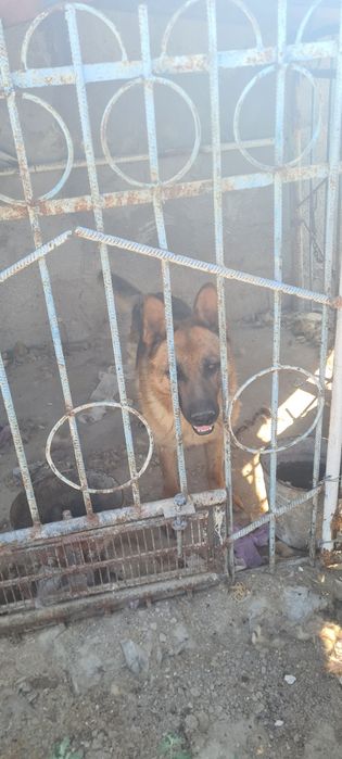 Собака овчарка немецкая