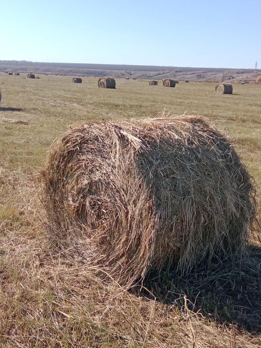 Продам сено в тюках и рулонах