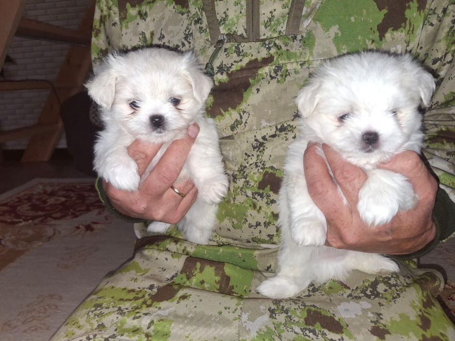 Продам Мальтезе