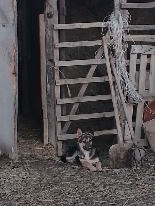 Немецкий и Швейцарии перем.