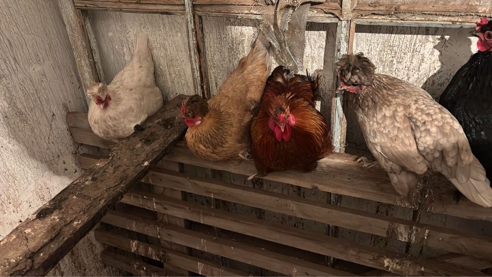 Карликовые куры.