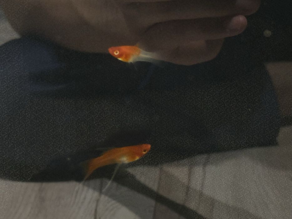 Аквариум живыми рыбками