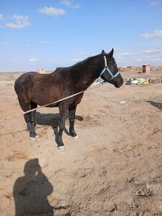 Селхоз Животные лошадь