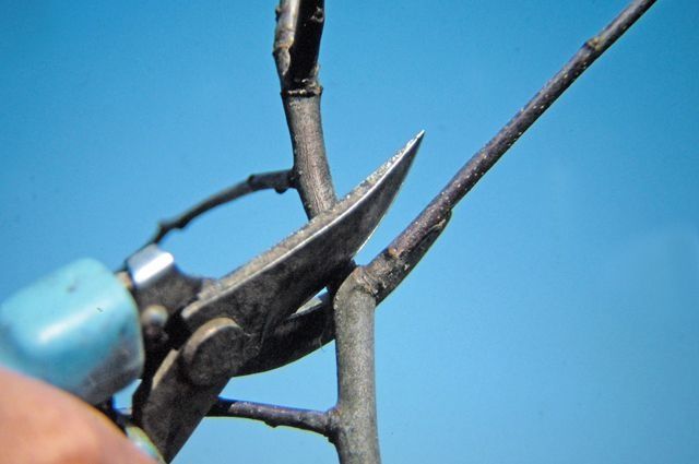 Обрезка деревьев, кустарников