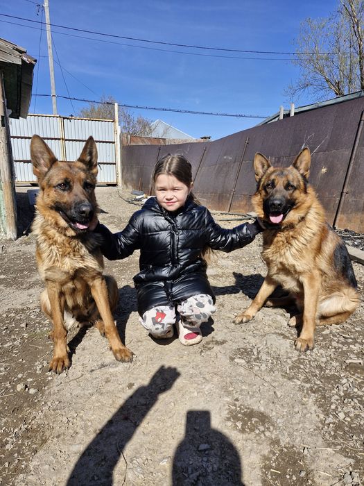Немецкая овчарка