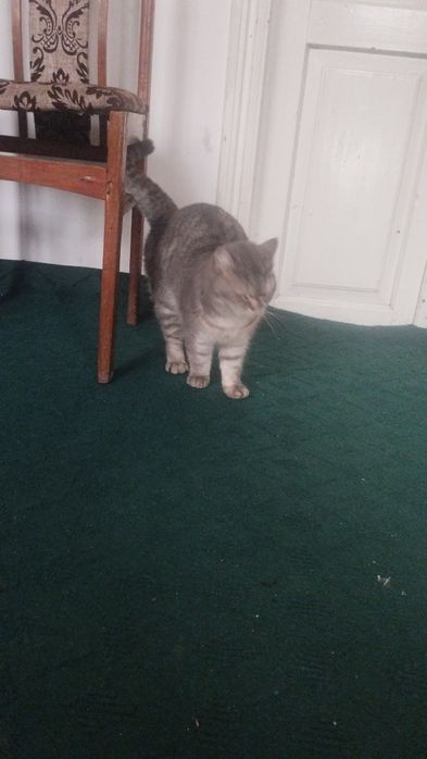 Mushuk tozza paro‘dalik