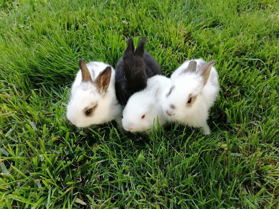 Quyon bolalari sotiladi